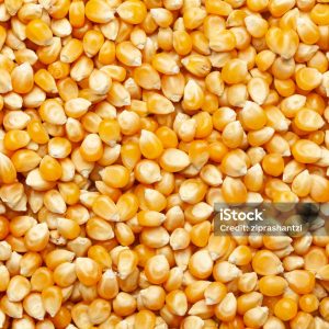 Corn Seeds