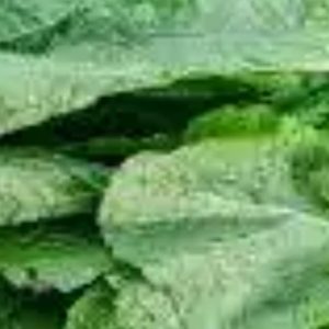 Fresh Veg Mustard Leave Sarso ka Sag Bunch
